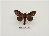 藏品(大斑Y枯葉蛾)的圖片